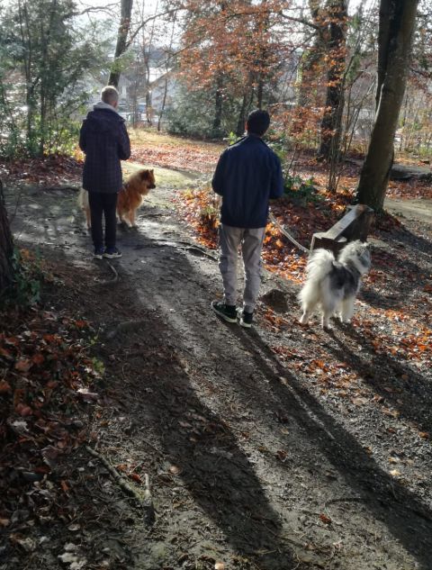 Hundespaziergang Hundespaziergang