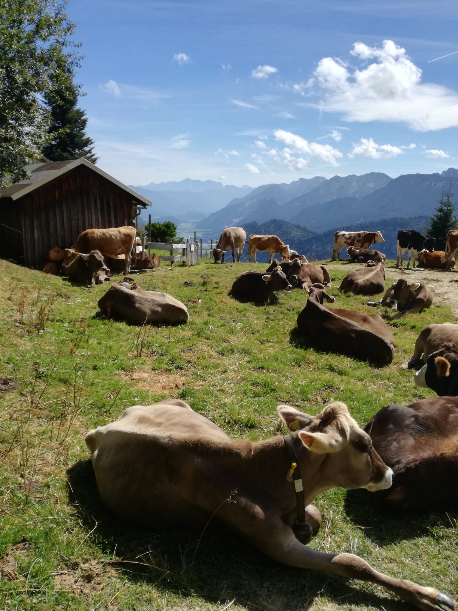 Auf der Alp