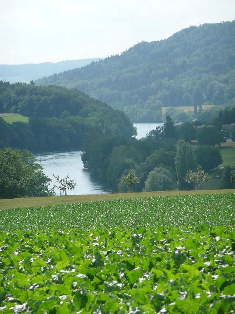 Der Rhein zwischen Gailingen und Stein am Rhein